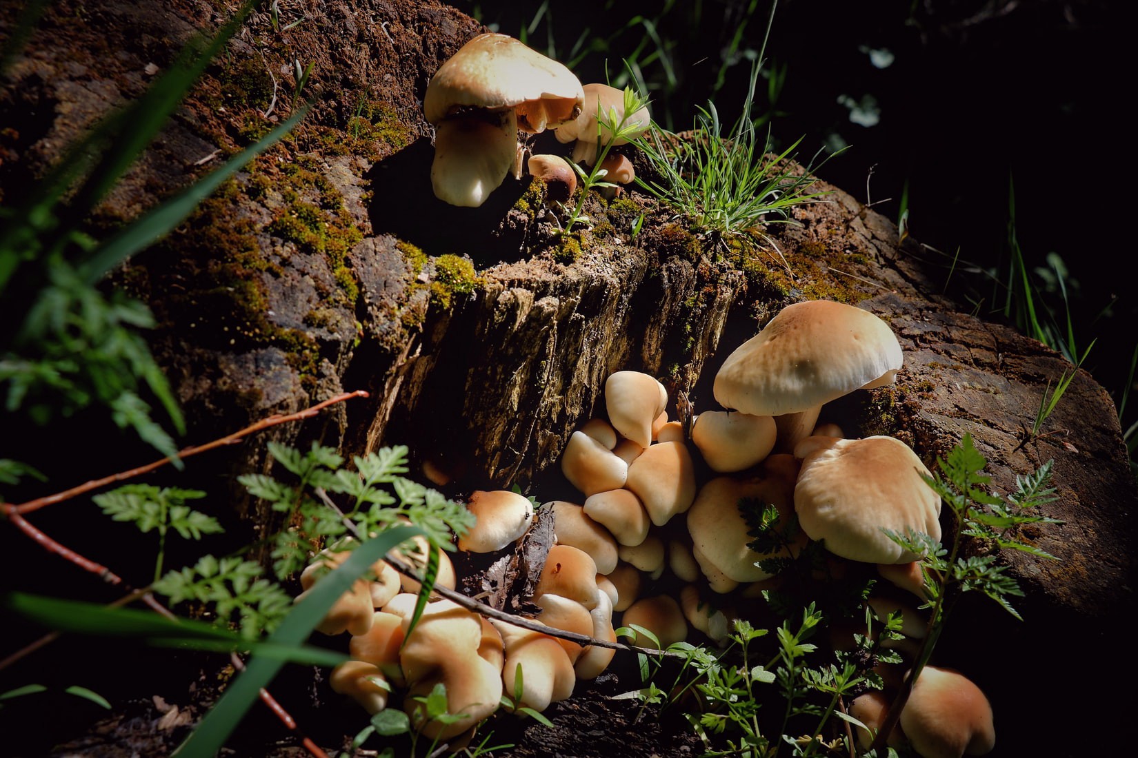 Know the brief description about golden teacher mushroom