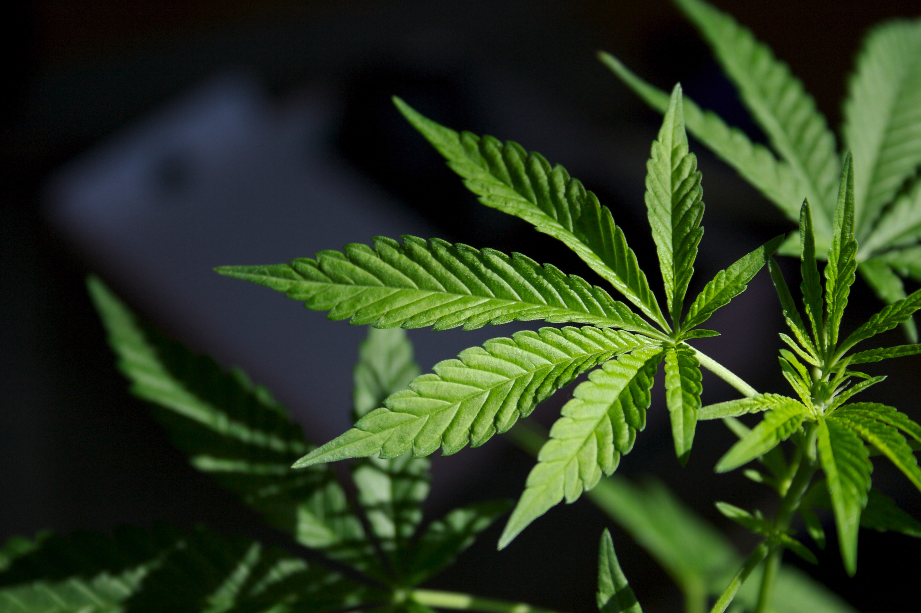 Buy Weed Online BC Providing Local Access to Fresh and Potent Strains