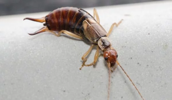 Top 5 Reasons for Earwig Infestation at Your Home in Colorado Springs, CO