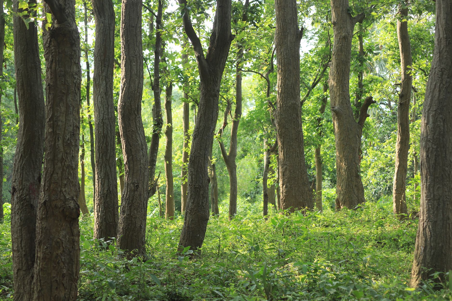 Forest Recruitment 2026